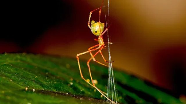 Unveiling Nature's Marvel: The Catapulting Spider and Its Unique Web Design | hkb slot, real money n
