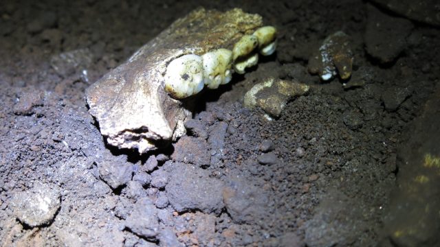Unveiling Ancient Secrets: Insights from Homo Naledi Dental Proteins | tutup tabung minyak rem rcb, 