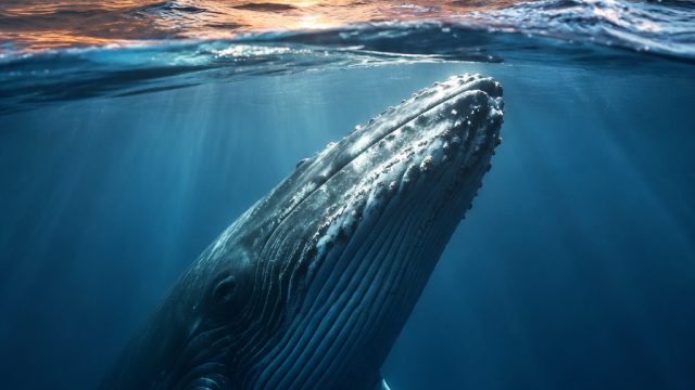 Whale Calls Echo Star Wars Vibes in Australian Waters | no wagering online slots, jarum77
