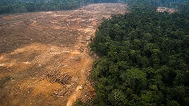 Understanding Deforestation Through Global Trade Patterns | bos slot186, sakuraslot