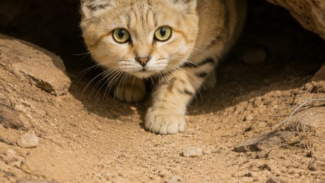 YouTube Video Confirms Existence of Libya's Elusive Sand Cat | judi slot bonus new member tanpa depo