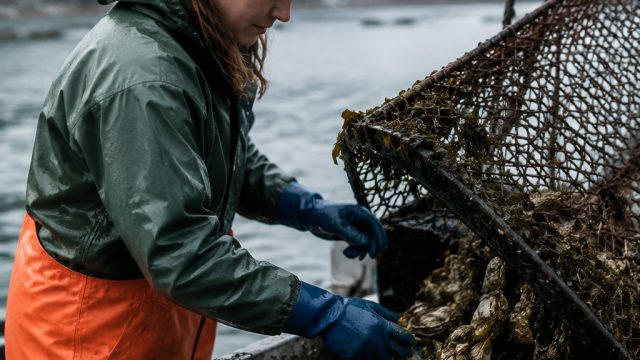 Shellfish Harvesting in Southeast Alaska: A Cautionary Update | qq99 slot, sapporo88 rtp