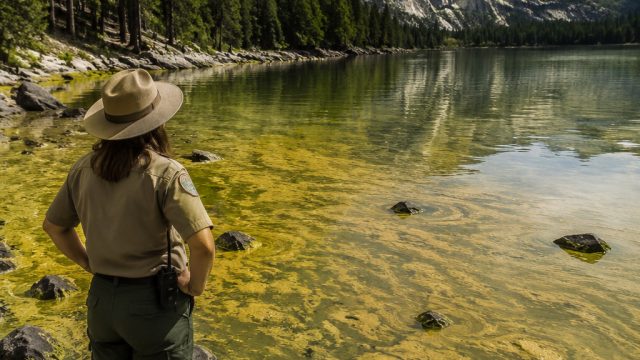 The Ripple Effect of Trump's Algae Crisis on National Parks | animasi bergerak cantik, jaya taiwan t